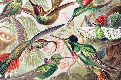 Vintage bird desktop wallpaper, background. poster