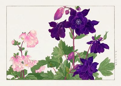 Aquilegia flower woodblock painting. Digitally. poster print