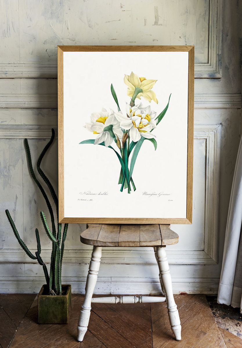 Double Daffodil Pierre-Joseph Redouté (1759–1840). room preview