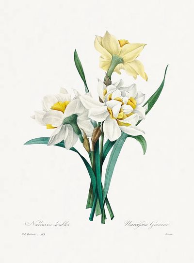Double Daffodil Pierre-Joseph Redouté (1759–1840). poster print