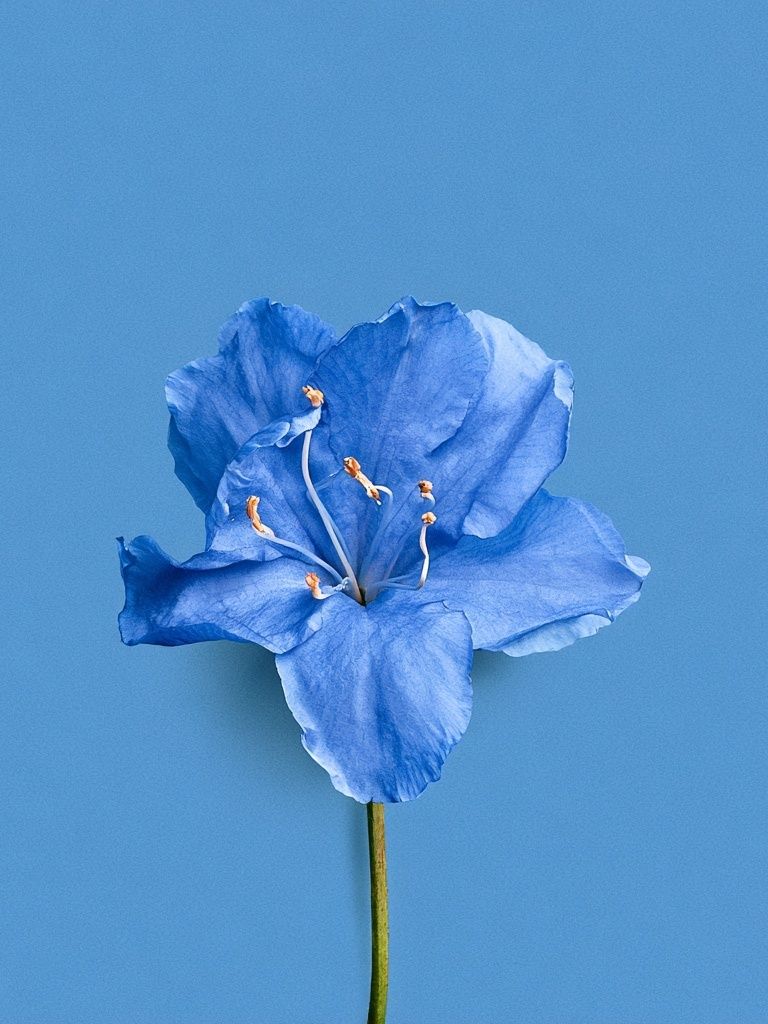 Blue Flower Minimalist Print. poster — botanical art