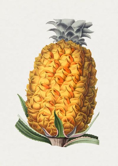 Pineapple Botanical Illustration Poster. poster