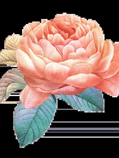 Natural green Calathea Orbifolia pink. poster print