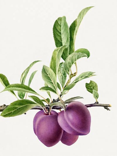 Delicious purple plum branch illustration. poster print