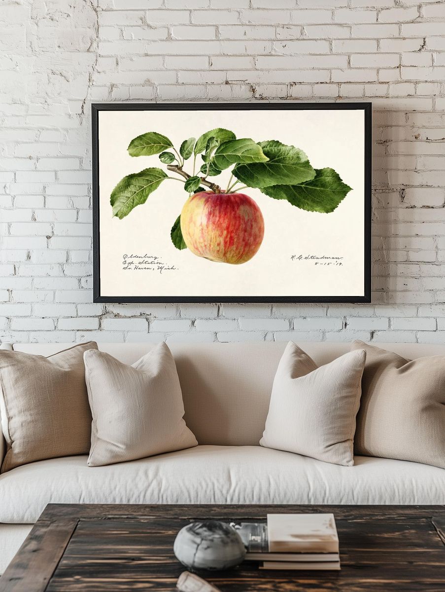 Apple (Malus Domestica) (1919) Royal. — room view 1