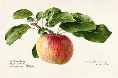 Apple (Malus Domestica) (1919) Royal. poster print