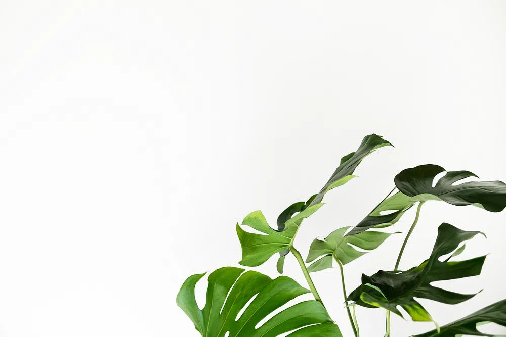 Green monstera leaves white wall. poster — botanical art