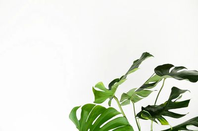 Green monstera leaves white wall. poster