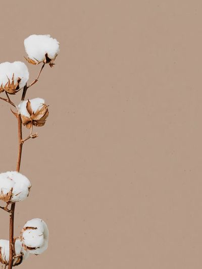 Natural dried flower floral background. poster print