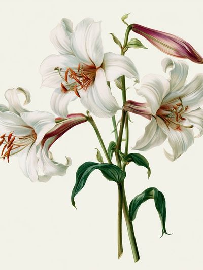 White Lily Botanical Print.