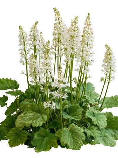 White Woodland Flowers Botanical Print. poster