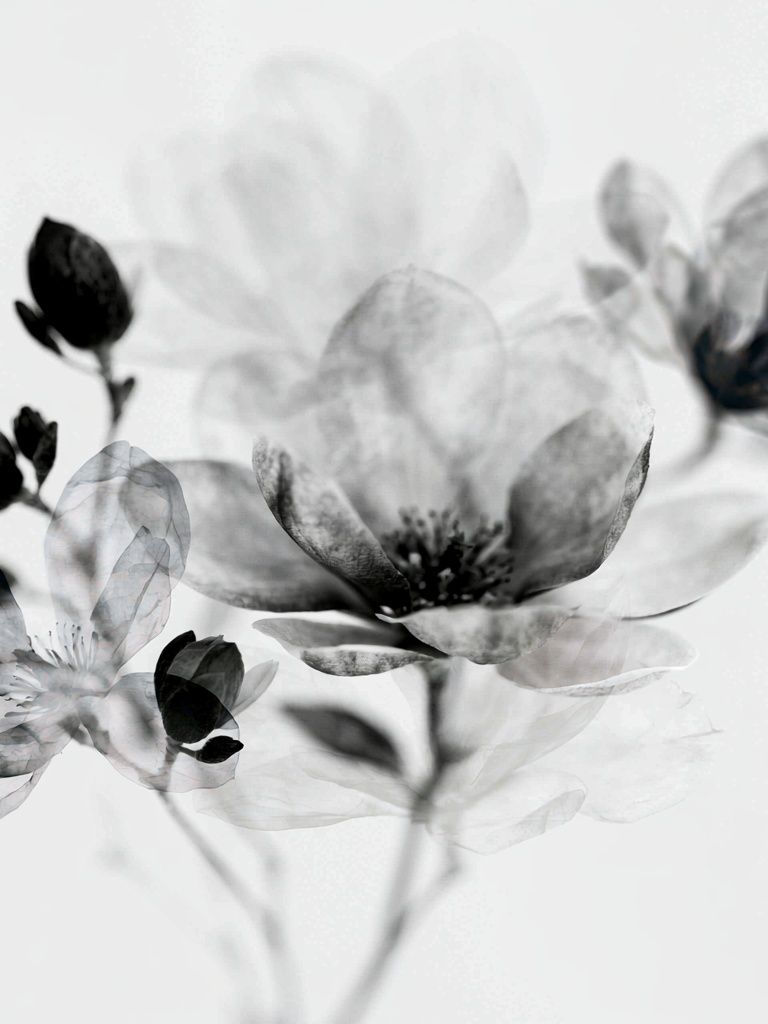 Monochrome Blossom Botanical Print. poster detail