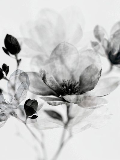 Monochrome Blossom Botanical Print. poster