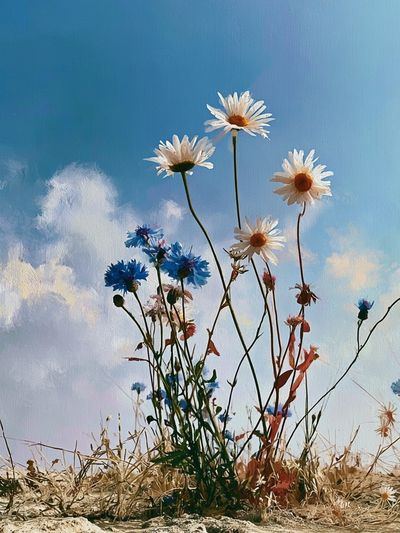 Wildflowers in Blue Sky Poster.