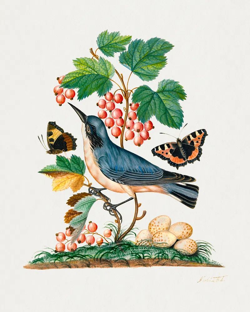 Subalpine warbler eggs, strawberry, Red. poster — botanical art
