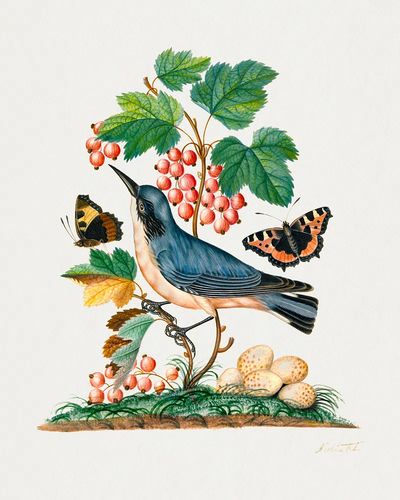 Subalpine warbler eggs, strawberry, Red. poster print