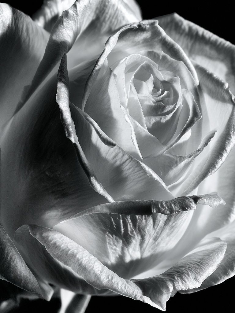 White Rose Black-White Poster. poster detail