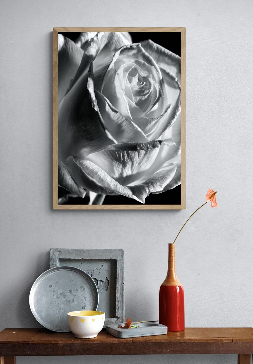 White Rose Black-White Poster. — room view 3