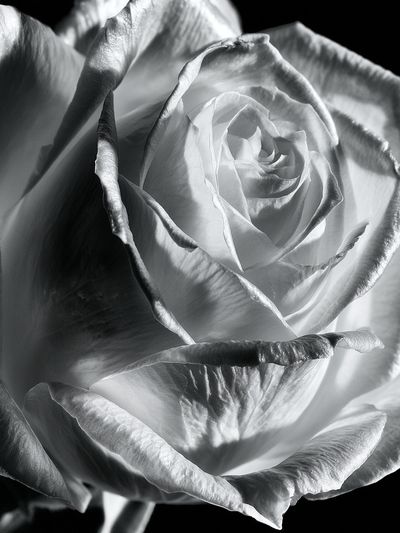 White Rose Black-White Poster.
