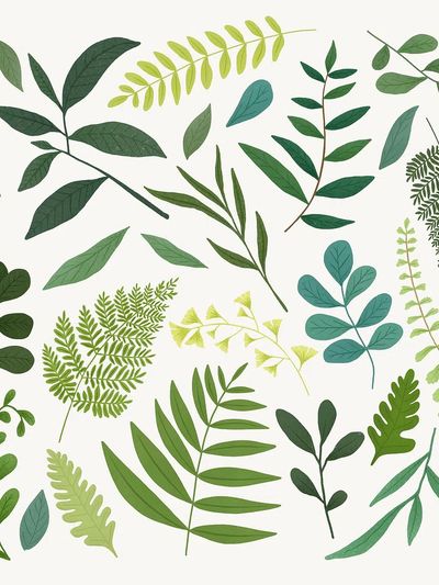 Green leaf design element set. poster print