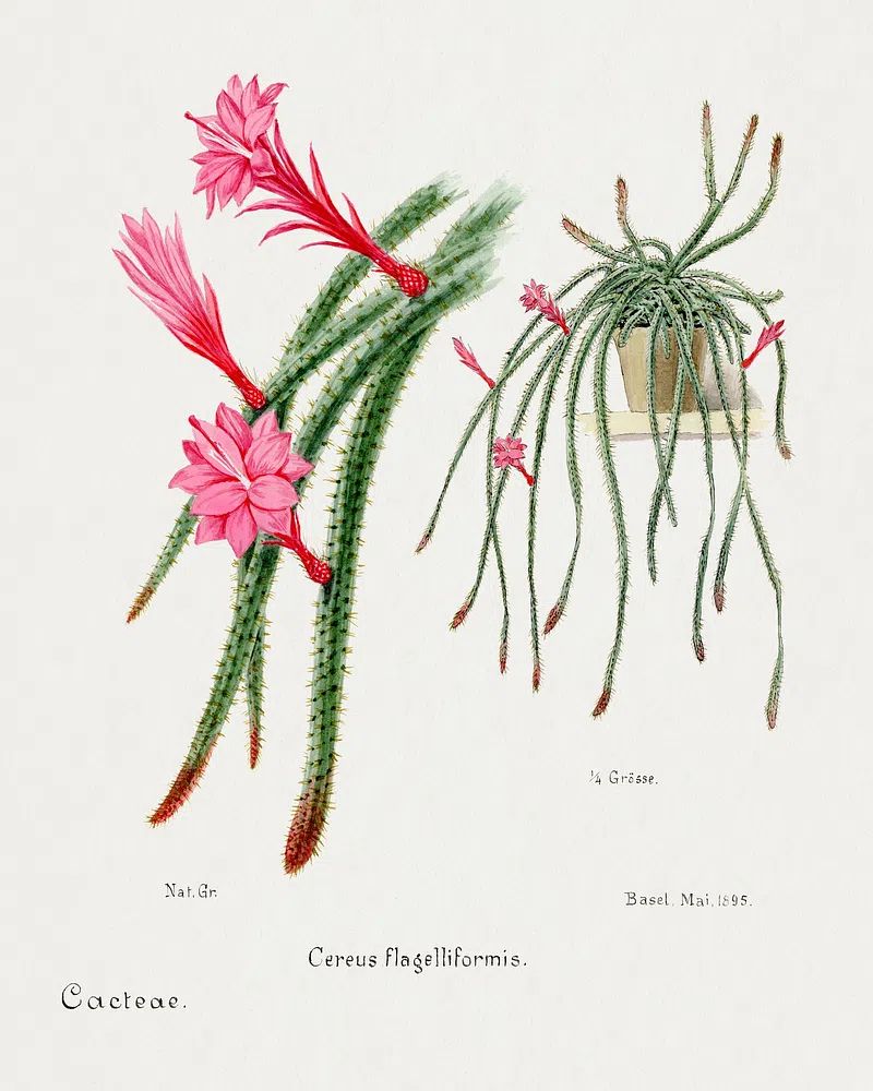 Cactus Flowers — Botanical Print. poster detail