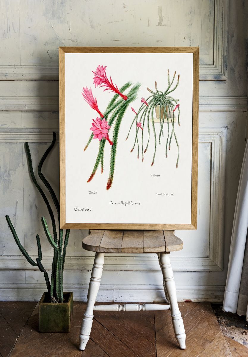 Cactus Flowers — Botanical Print room preview