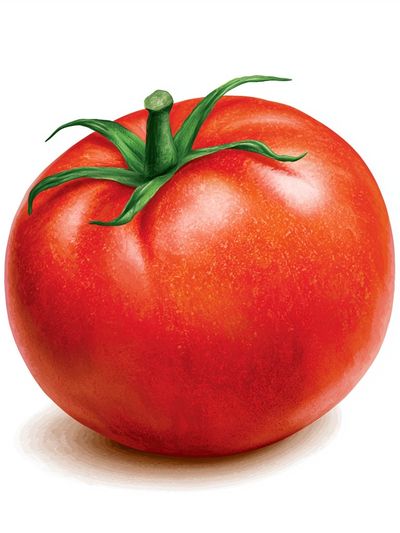 Ripe Tomato Illustration Poster.