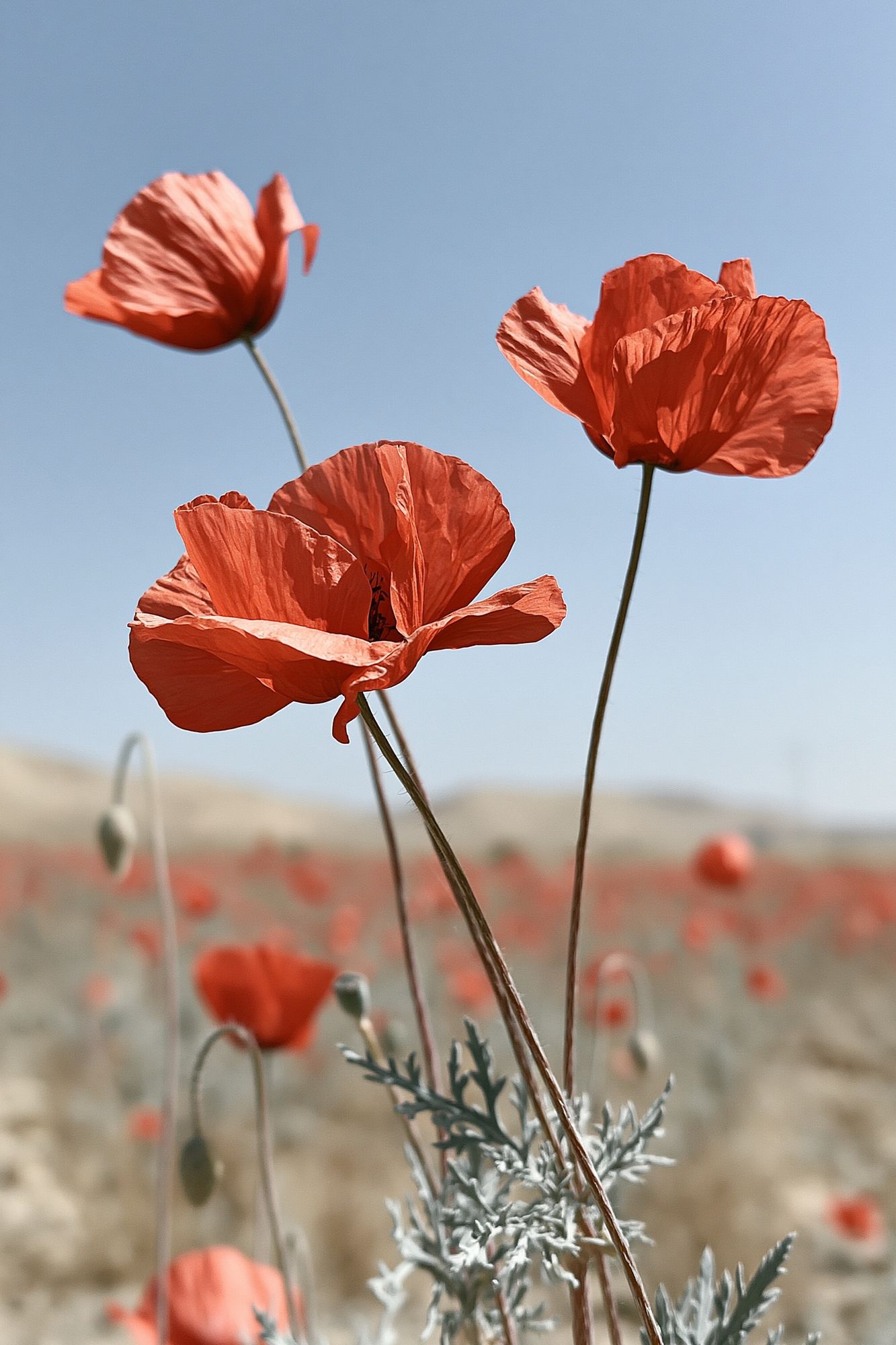 Red Poppies in Bloom Photography Poster. poster — botanical art