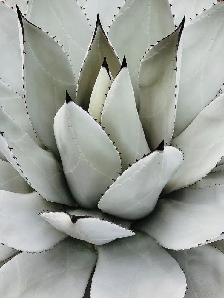Agave Succulent Botanical Print. poster — botanical art
