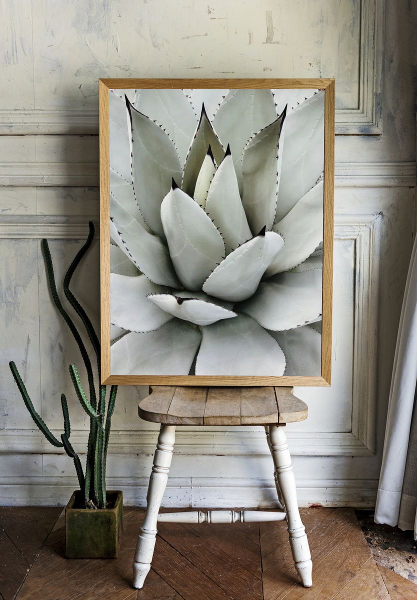 Agave Succulent Botanical Print room preview