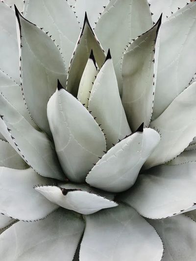 Agave Succulent Botanical Print. poster