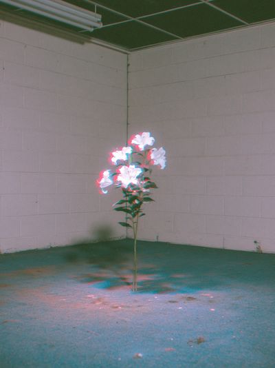 Glowing Flowers in Empty Room Print. poster