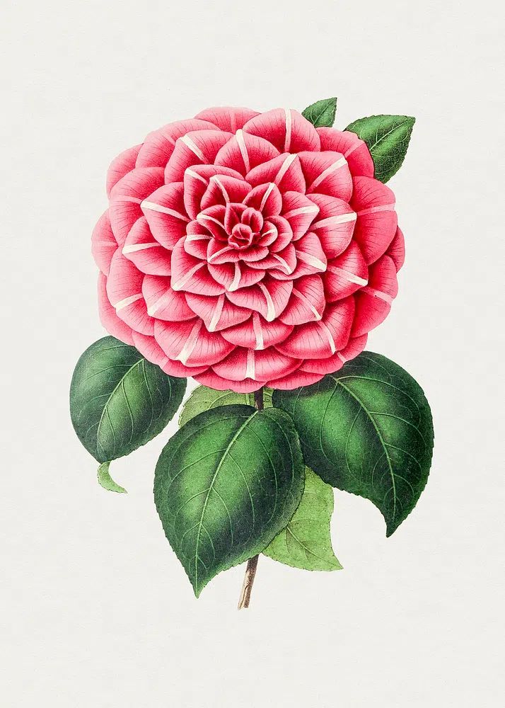 Hand drawn red camellia. Original. poster detail