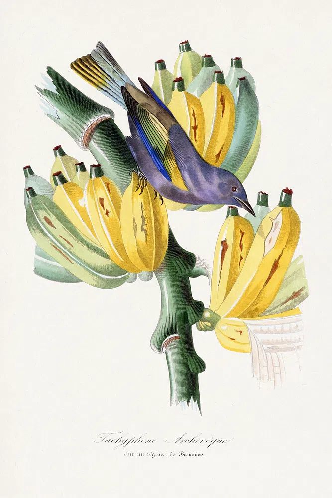 Tachyphone archeveque bird painting. Digitally. poster detail