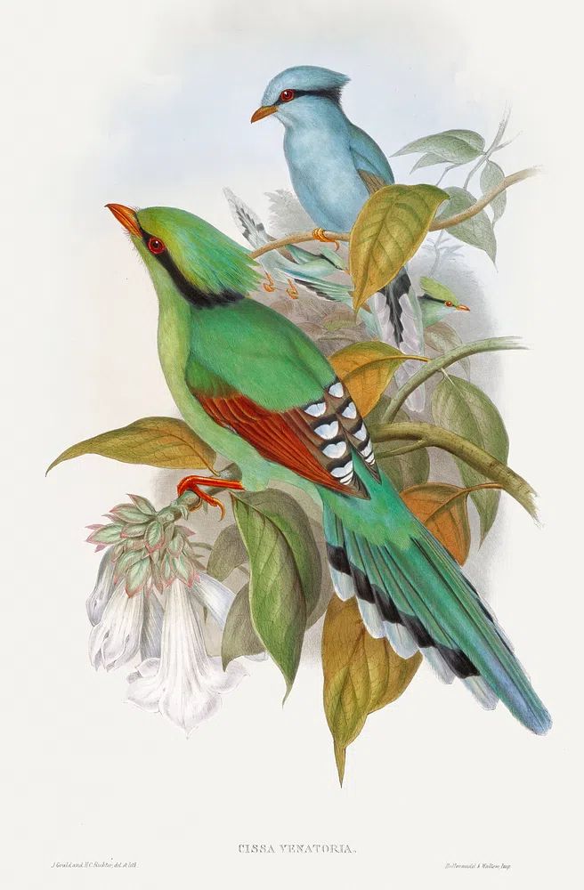 Cissa Venatoria (1850–1883) print high. poster detail