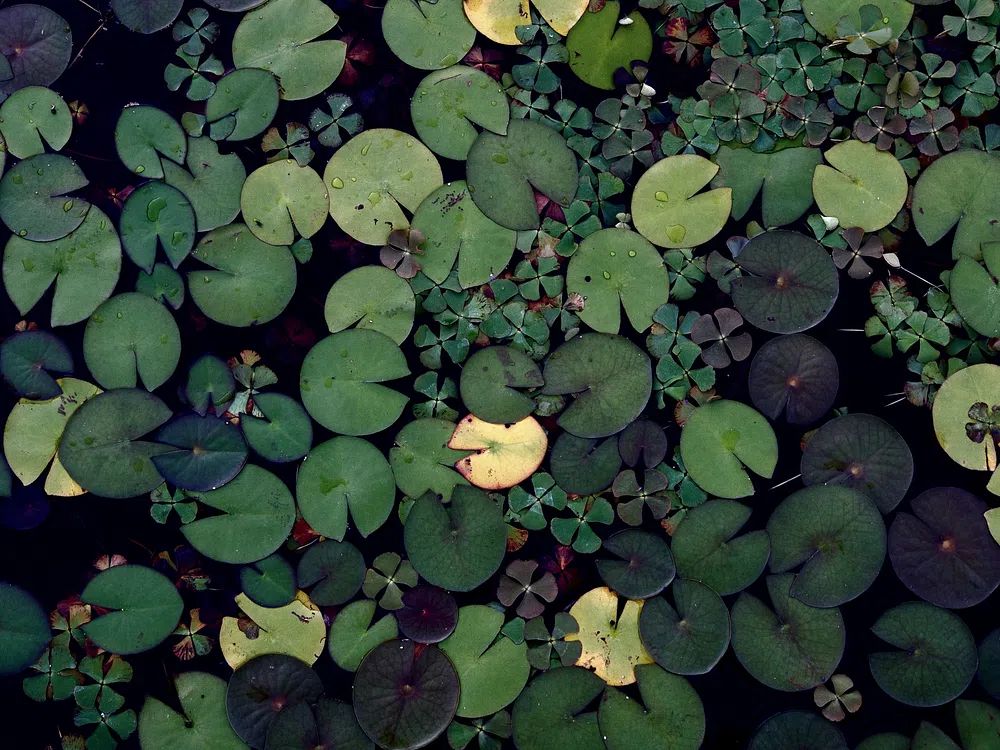 Water lily pond. Free public. poster — botanical art