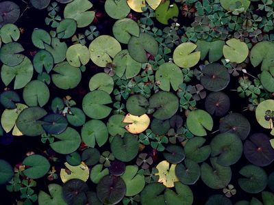 Water lily pond. Free public. poster print