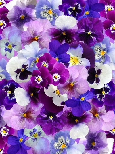 Free purple flower image, public. poster print