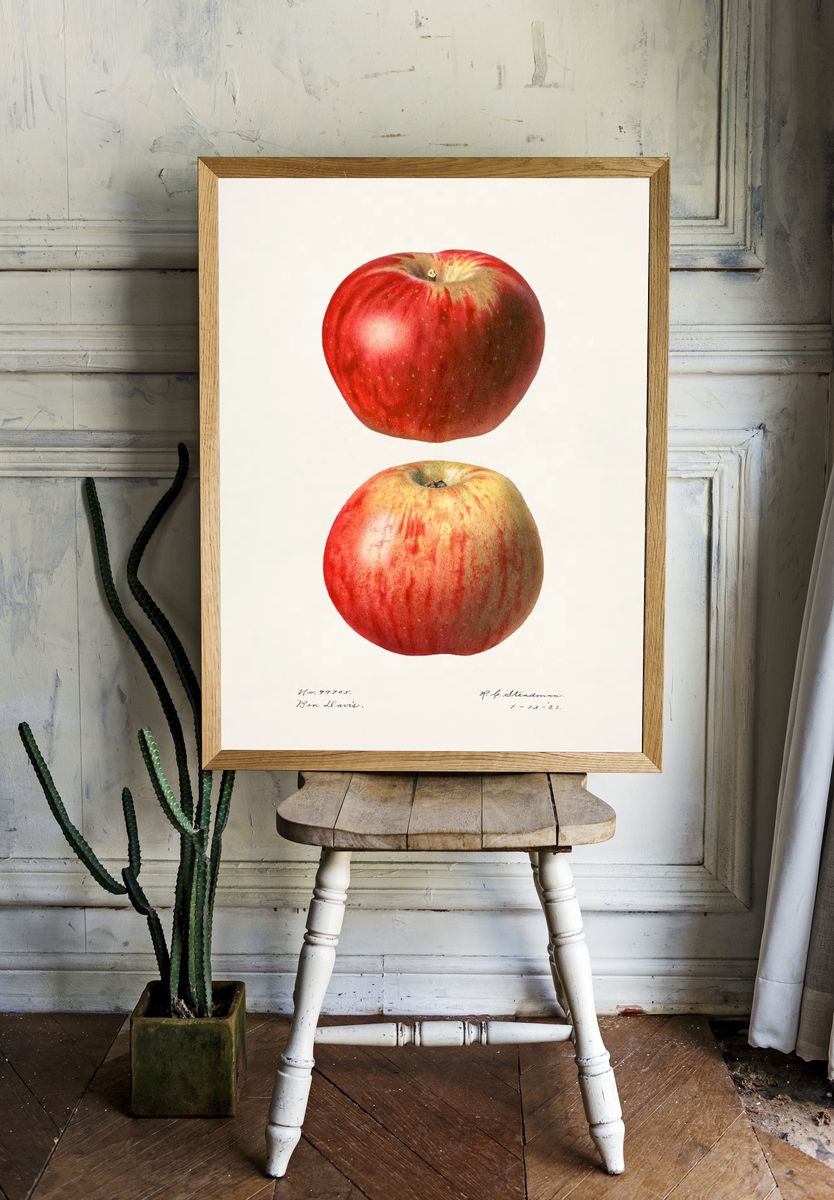 Apples (Malus Domestica)(1921) Royal Charles. — room view 1