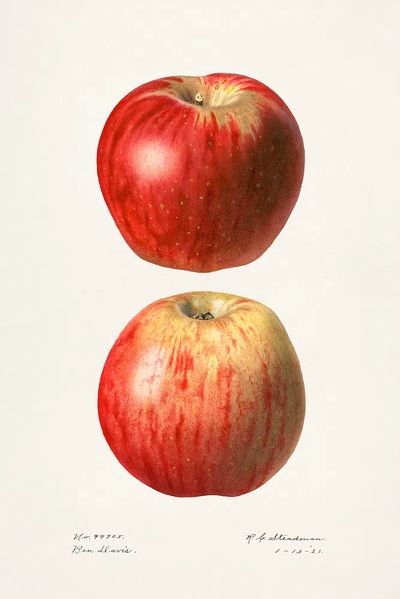 Apples (Malus Domestica)(1921) Royal Charles.