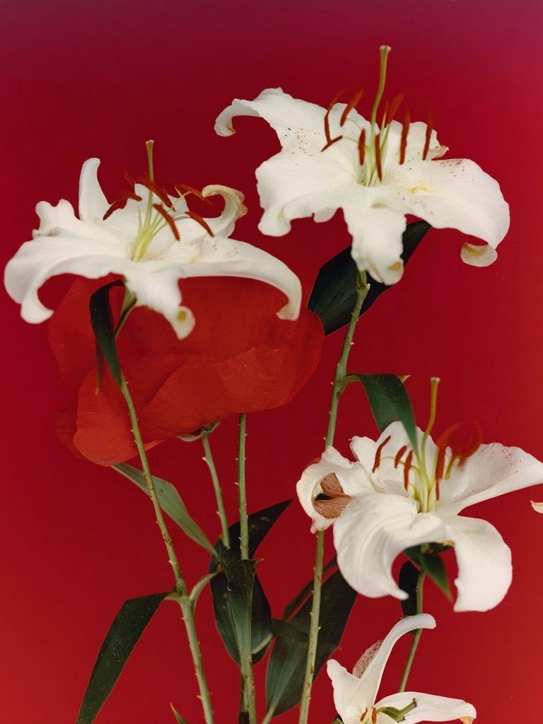 White Lilies on Red Background Poster. poster detail