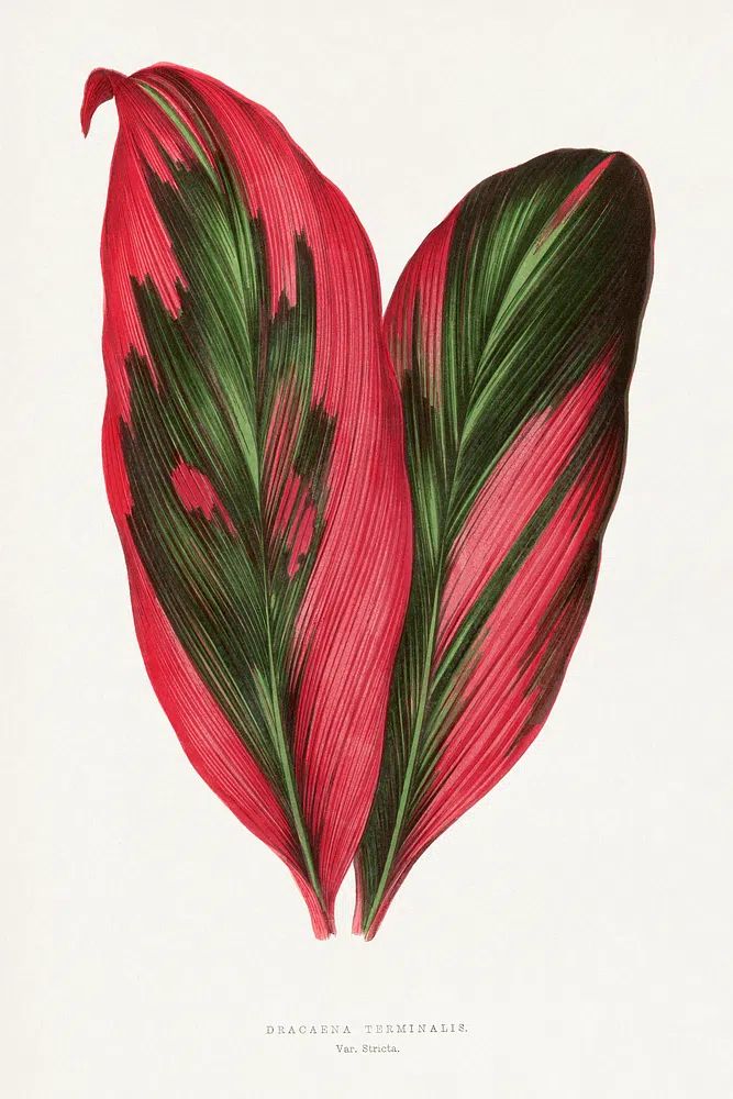 Pink Dracaena Terminalis leaf illustration. poster — botanical art