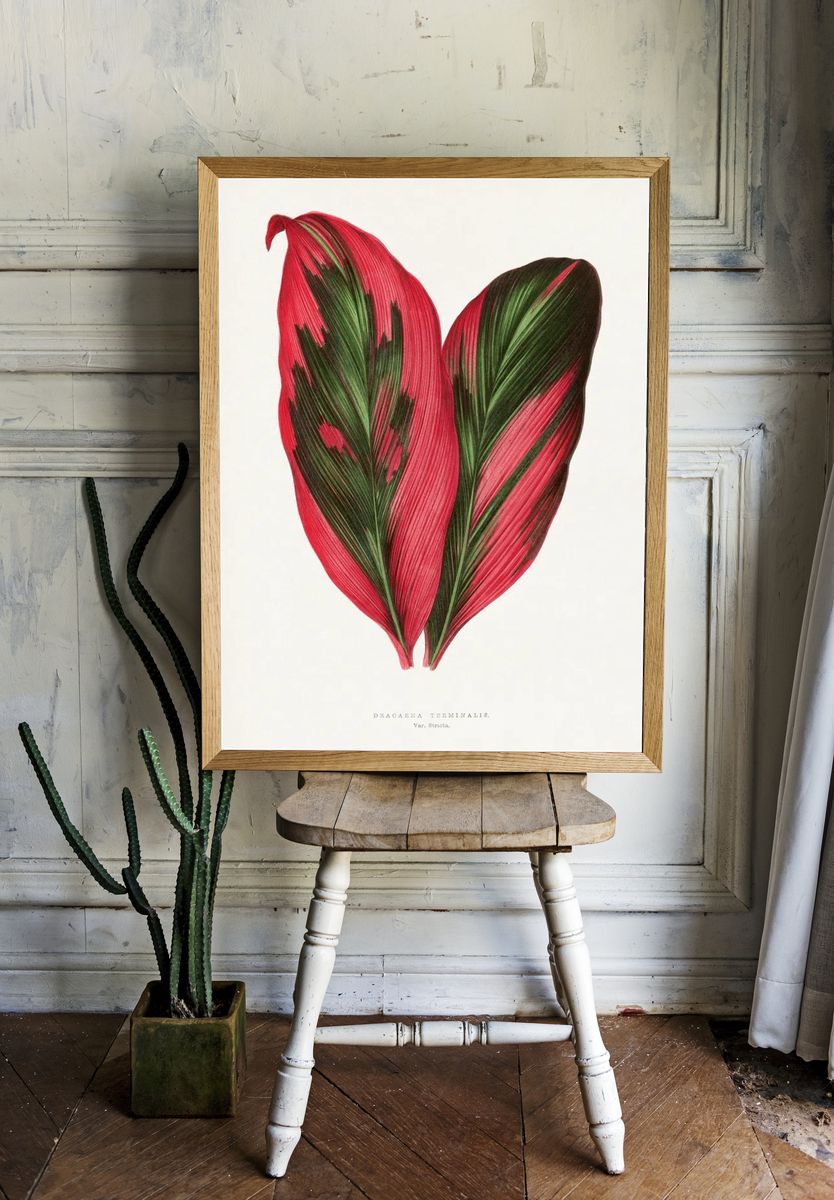 Pink Dracaena Terminalis leaf illustration. room preview