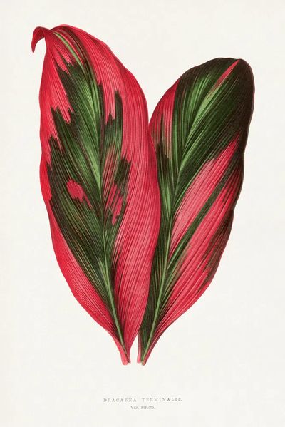 Pink Dracaena Terminalis leaf illustration. poster print
