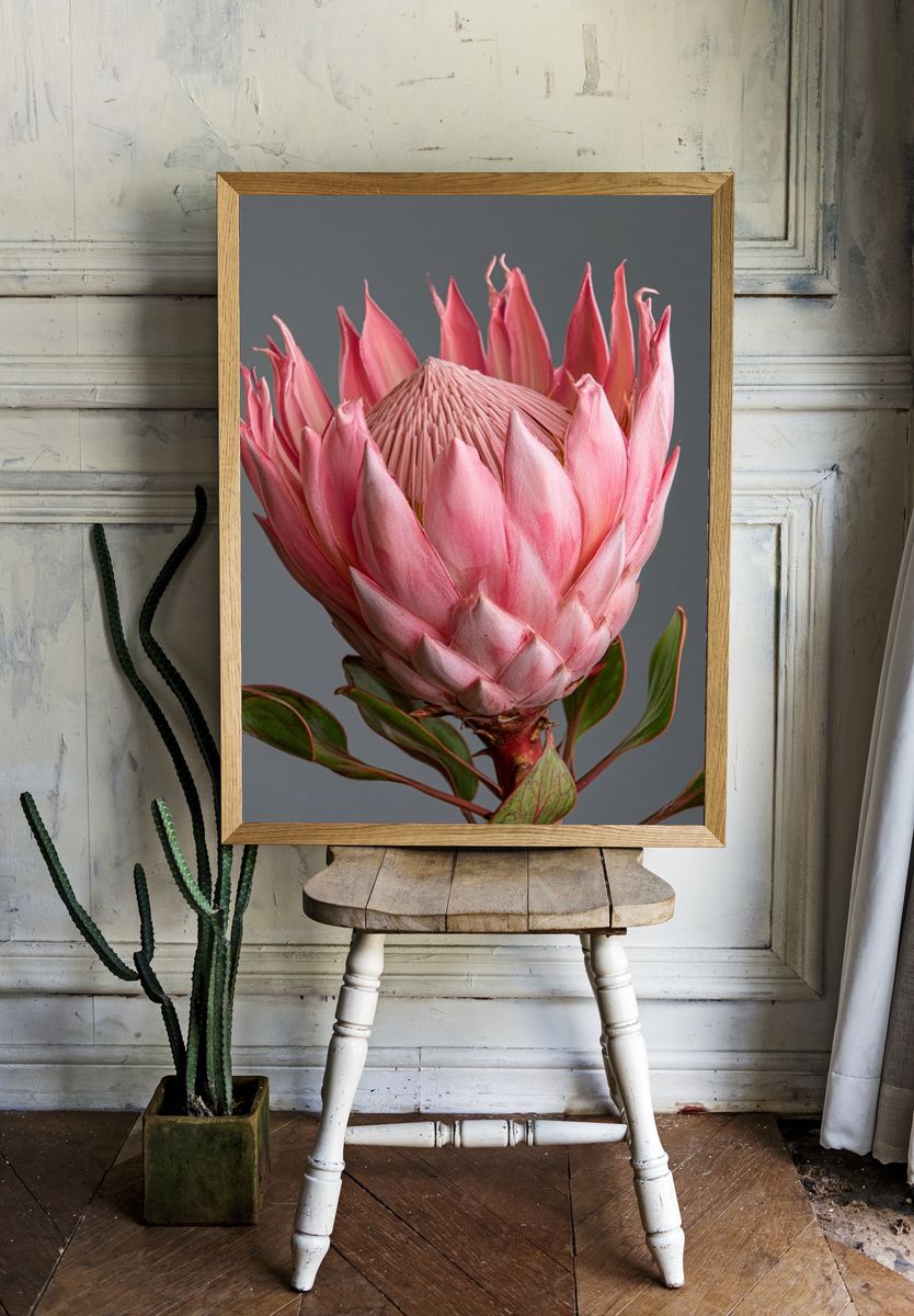 Pink Protea Botanical Print. — room view 1