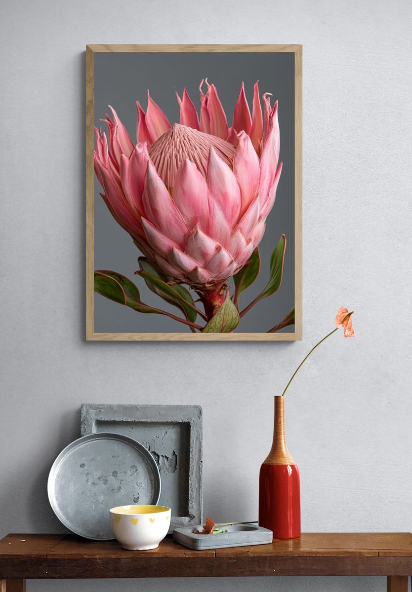 Pink Protea Botanical Print. — room view 3