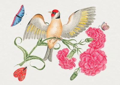 18th century illustration brown bird. poster print