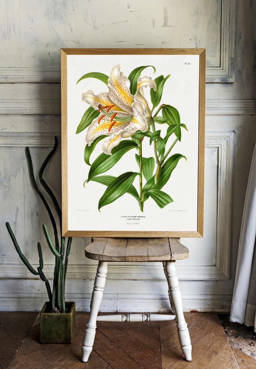 Lilium Speciosum Imperiale, Lilium Auratum. room preview