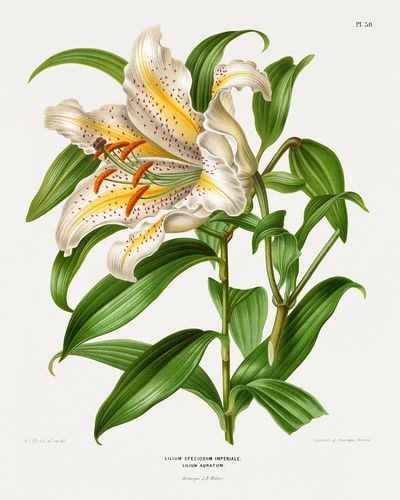 Lilium Speciosum Imperiale, Lilium Auratum. poster print