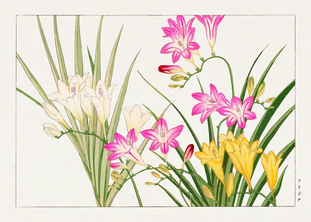 Freesia Botanical Illustration Poster. poster — botanical art